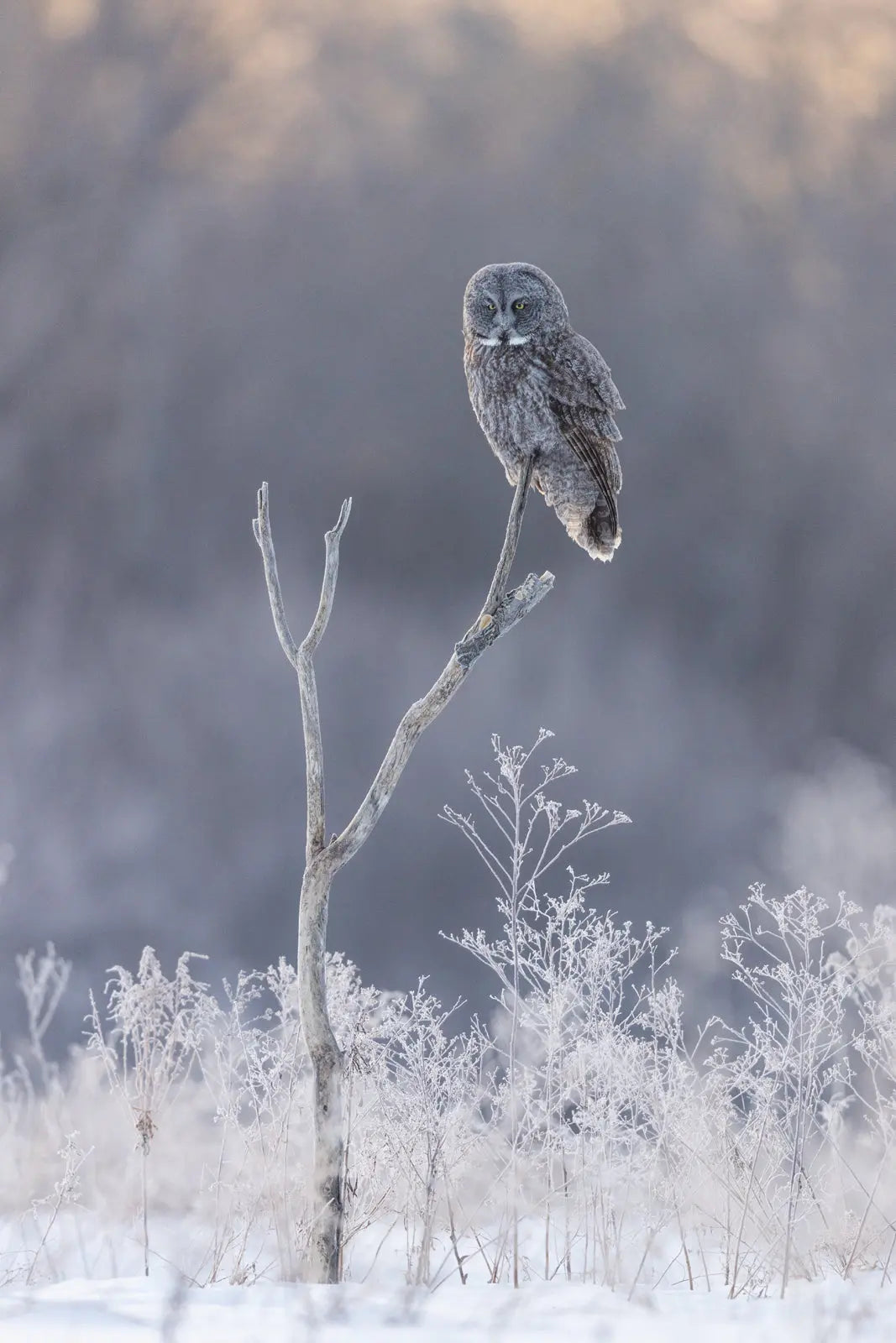 Chouette lapone - Hiver 081 - Jean-Simon Bégin - Photographe Animalier et Artiste Peintre