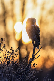 Chouette lapone - Hiver 082 - Jean-Simon Bégin - Photographe Animalier et Artiste Peintre