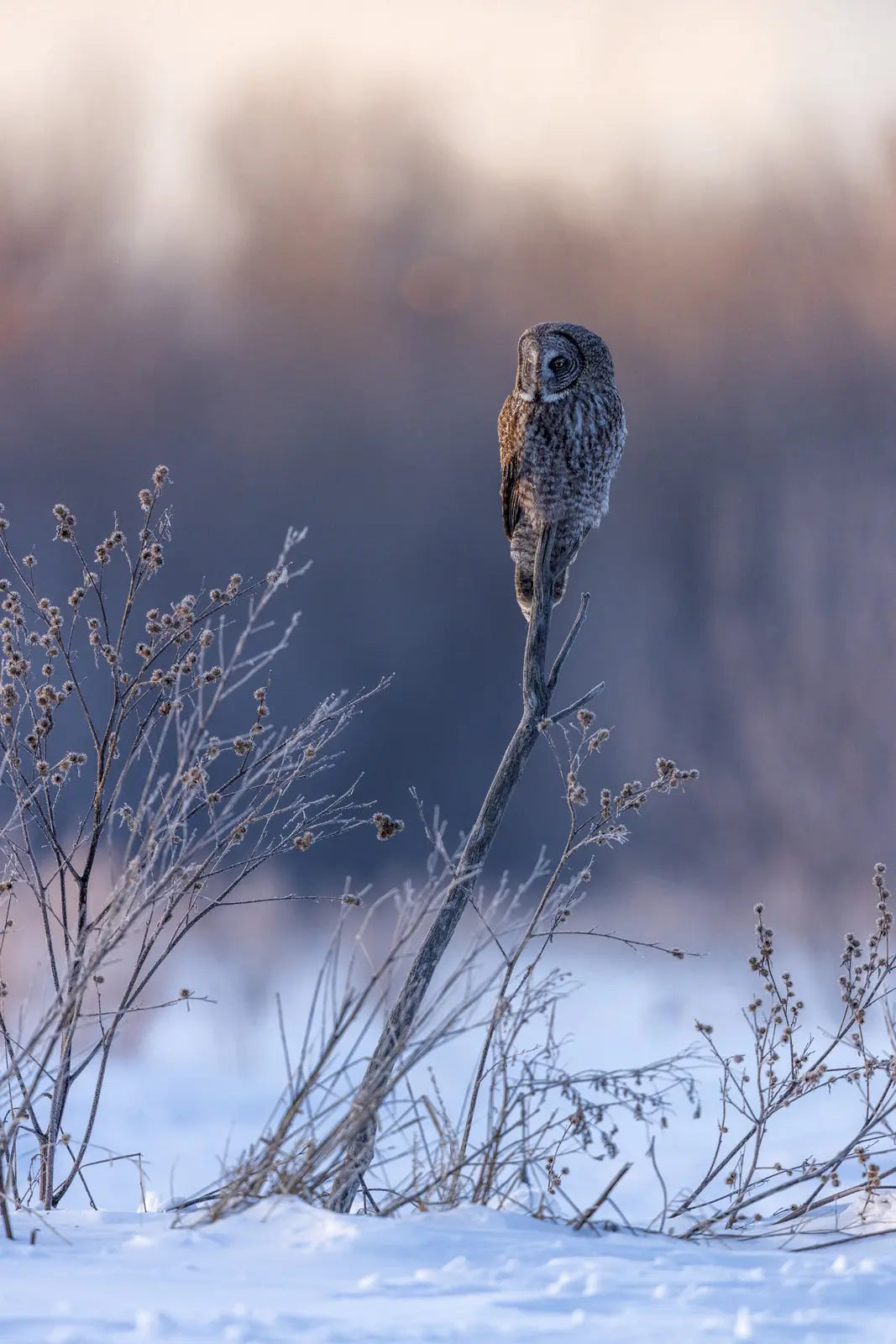 Chouette lapone - Hiver 083 - Jean-Simon Bégin - Photographe Animalier et Artiste Peintre