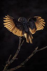 Chouette lapone - Hiver 084 - Jean-Simon Bégin - Photographe Animalier et Artiste Peintre