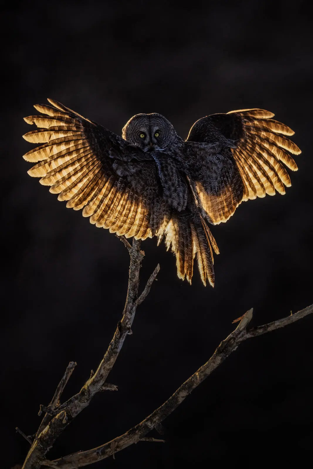 Chouette lapone - Hiver 084 - Jean-Simon Bégin - Photographe Animalier et Artiste Peintre