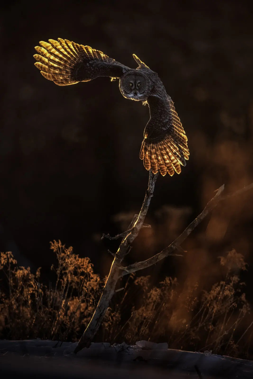 Chouette lapone - Hiver 085 - Jean-Simon Bégin - Photographe Animalier et Artiste Peintre