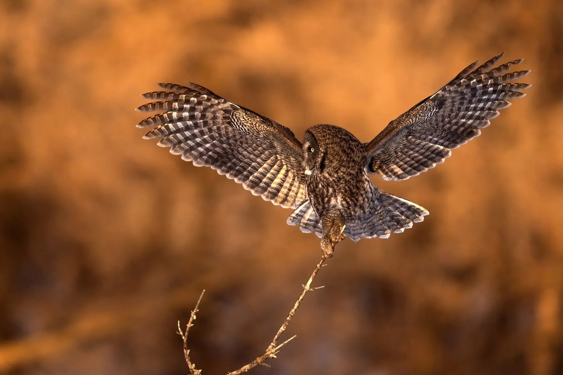 Chouette lapone - Hiver 086 - Jean-Simon Bégin - Photographe Animalier et Artiste Peintre
