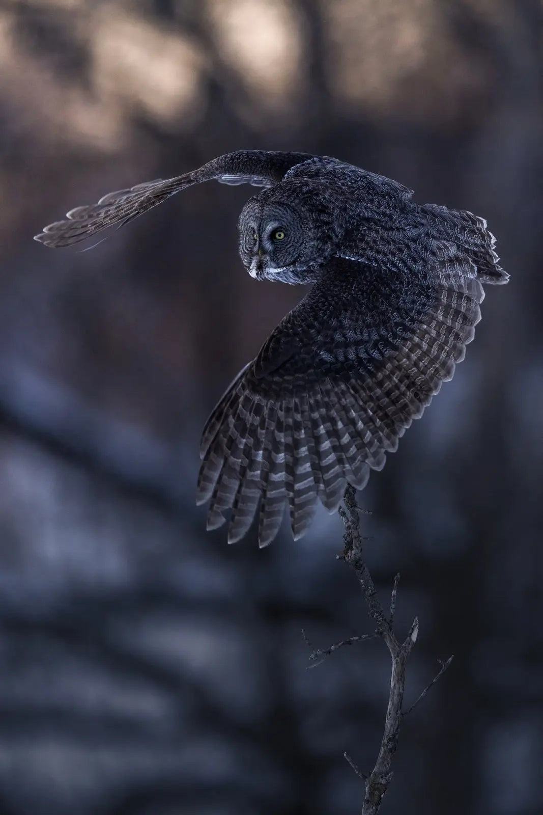 Chouette lapone - Hiver 087 - Jean-Simon Bégin - Photographe Animalier et Artiste Peintre