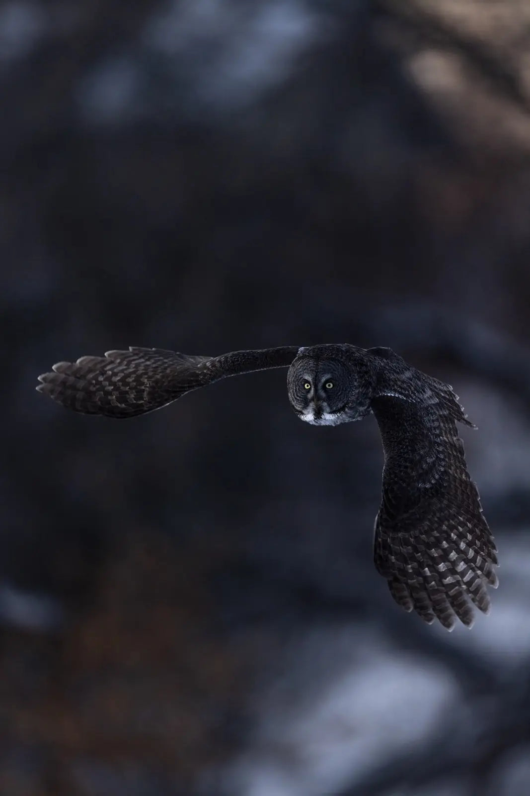 Chouette lapone - Hiver 088 - Jean-Simon Bégin - Photographe Animalier et Artiste Peintre