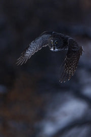 Chouette lapone - Hiver 089 - Jean-Simon Bégin - Photographe Animalier et Artiste Peintre