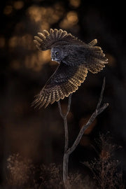 Chouette lapone - Hiver 090 - Jean-Simon Bégin - Photographe Animalier et Artiste Peintre
