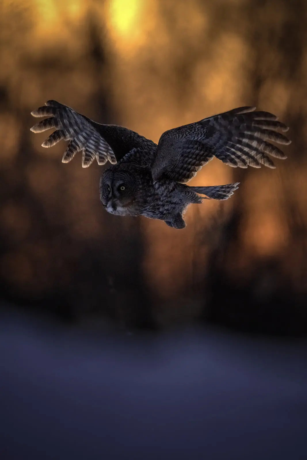 Chouette lapone - Hiver 091 - Jean-Simon Bégin - Photographe Animalier et Artiste Peintre