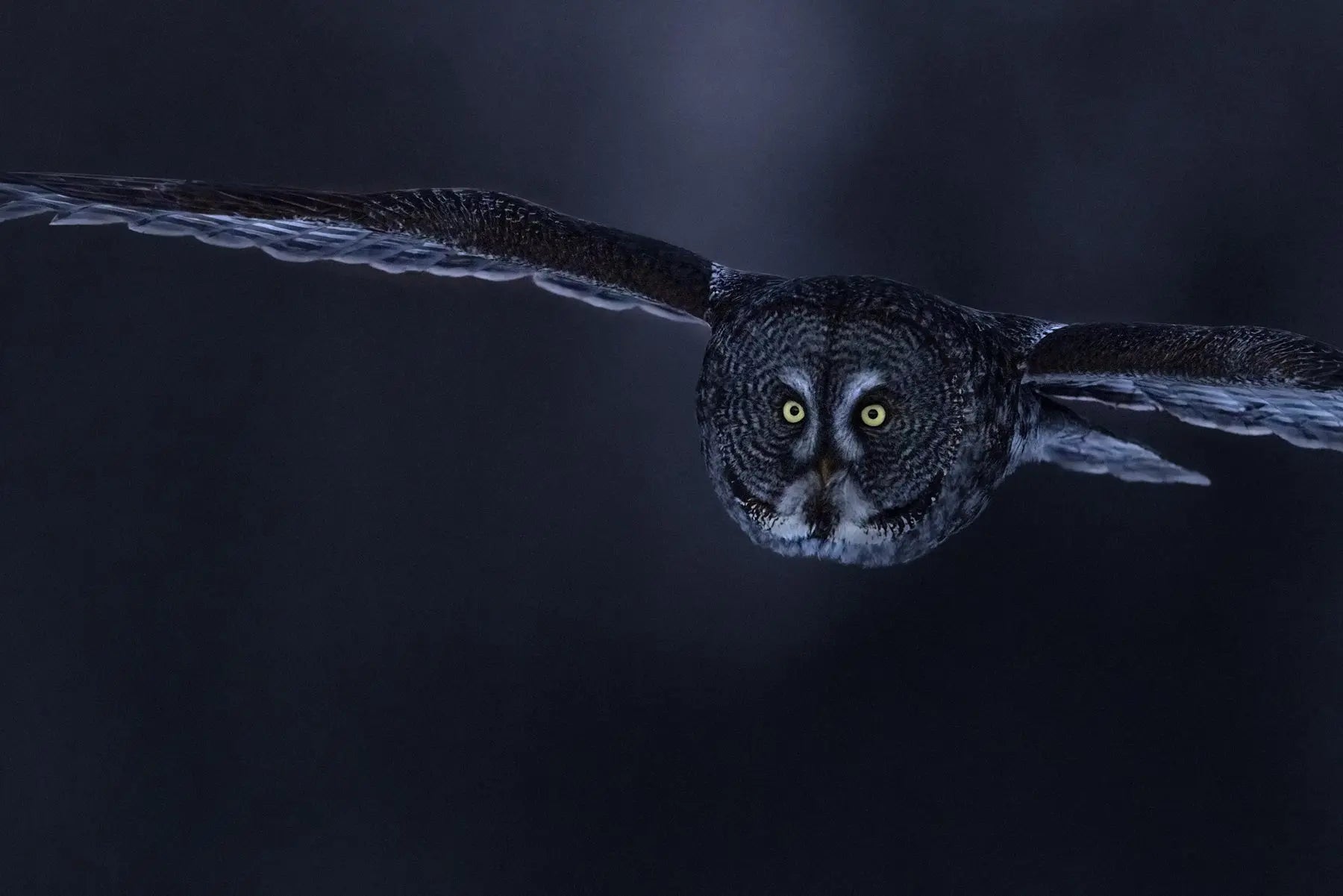 Chouette lapone - Hiver 092 - Jean-Simon Bégin - Photographe Animalier et Artiste Peintre