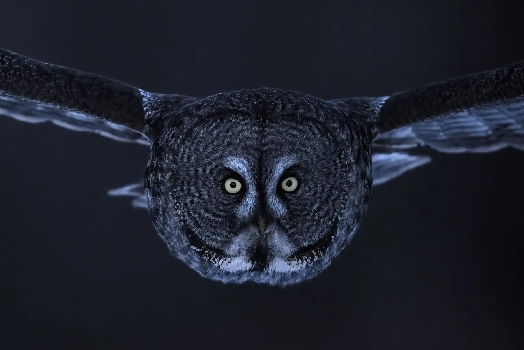 Chouette lapone - Hiver 093 - Jean-Simon Bégin - Photographe Animalier et Artiste Peintre