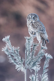 Chouette lapone - Hiver 094 - Jean-Simon Bégin - Photographe Animalier et Artiste Peintre
