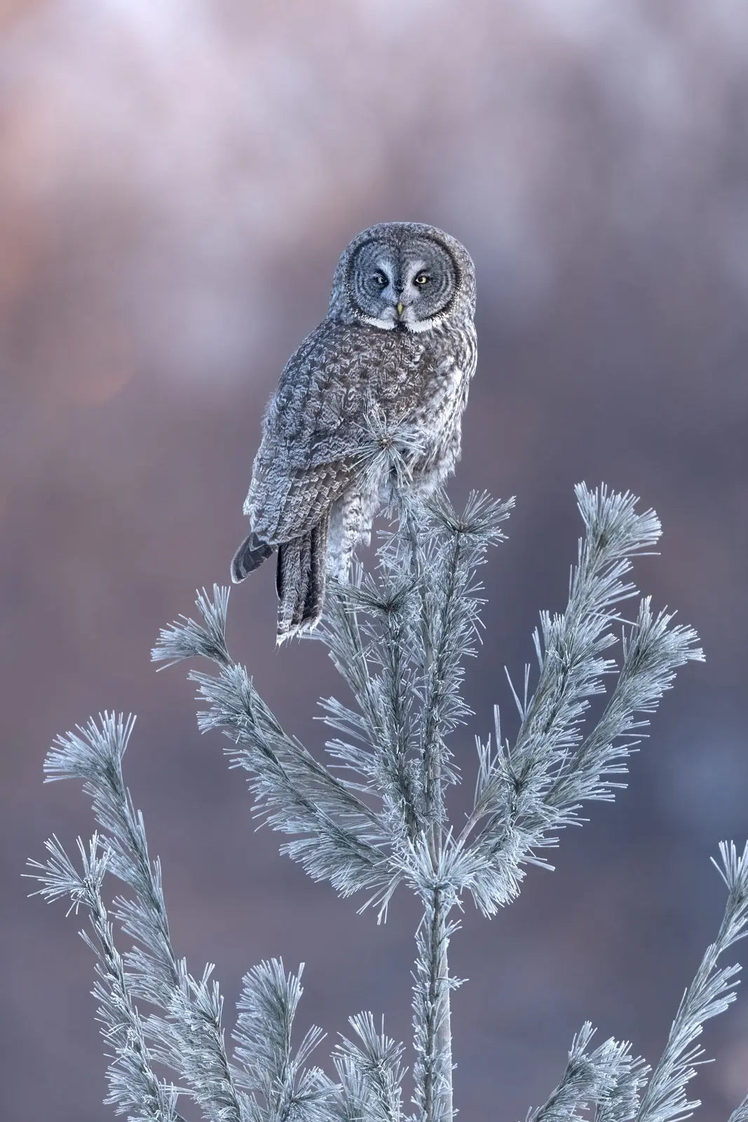 Chouette lapone - Hiver 095 - Jean-Simon Bégin - Photographe Animalier et Artiste Peintre