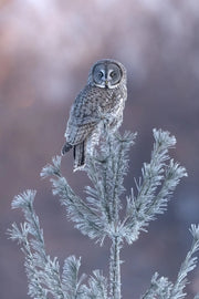 Chouette lapone - Hiver 095 - Jean-Simon Bégin - Photographe Animalier et Artiste Peintre