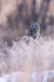 Chouette lapone - Hiver 096 - Jean-Simon Bégin - Photographe Animalier et Artiste Peintre