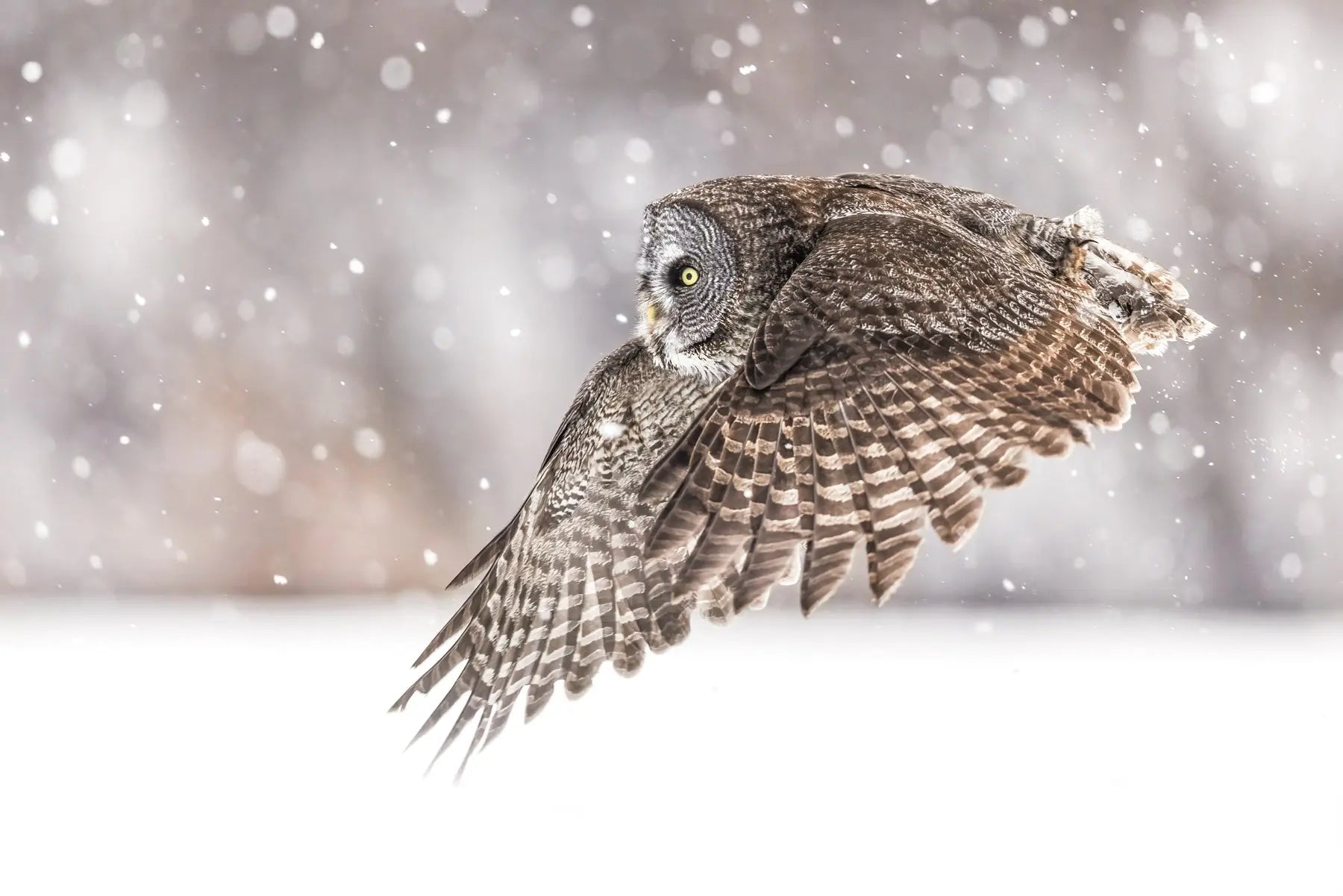 Chouette lapone-Hiver 097 Jean-Simon Bégin - Photographe Animalier et Artiste Peintre