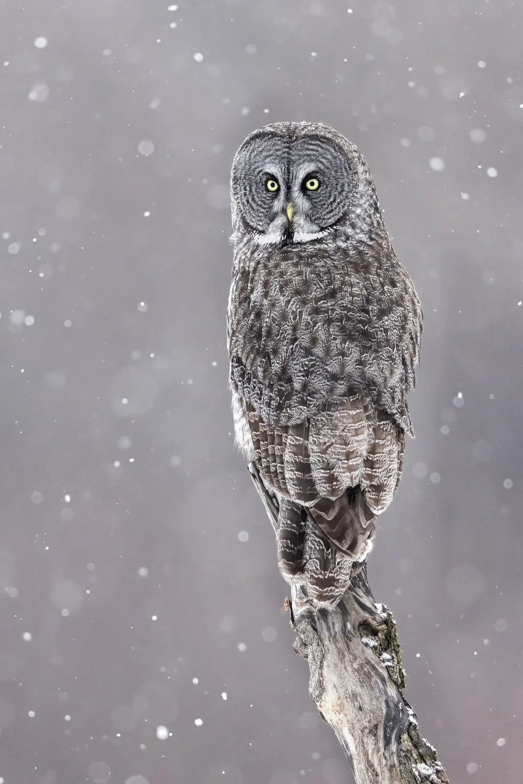 Chouette lapone-Hiver 098 Jean-Simon Bégin - Photographe Animalier et Artiste Peintre