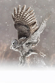 Chouette lapone-Hiver 099 Jean-Simon Bégin - Photographe Animalier et Artiste Peintre