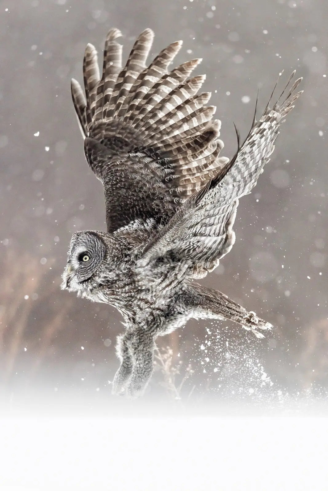 Chouette lapone-Hiver 099 Jean-Simon Bégin - Photographe Animalier et Artiste Peintre