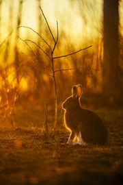 Snowshoe Hare 006