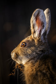 Snowshoe Hare 008