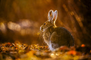 Snowshoe Hare 009