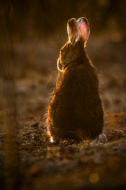 Snowshoe Hare 012