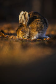 Snowshoe Hare 014