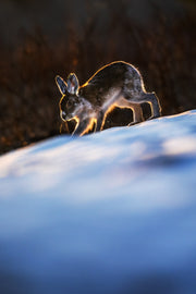 Snowshoe Hare 015