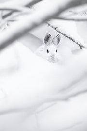 Snowshoe Hare 019