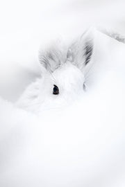 Snowshoe Hare 021