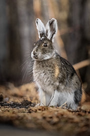 Snowshoe Hare 022
