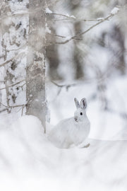 Snowshoe Hare 033