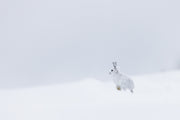 Snowshoe Hare 034