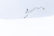 Snowshoe Hare 035