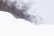Snowshoe Hare 036