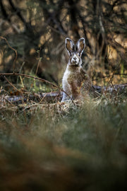 Snowshoe Hare 038