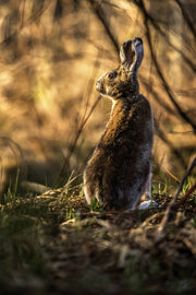 Snowshoe Hare 039