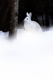 Snowshoe Hare 041