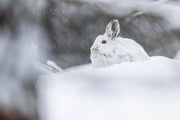 Snowshoe Hare 042
