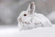 Snowshoe Hare 043