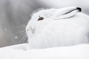 Arctic Hare 001