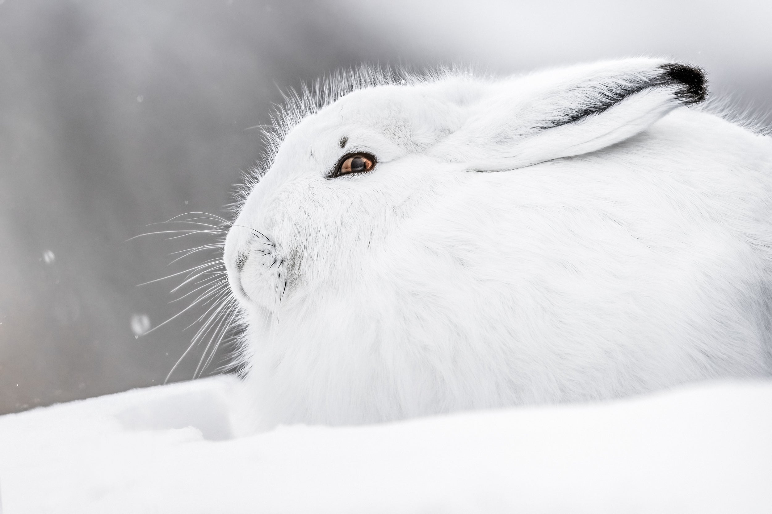 Arctic Hare 001