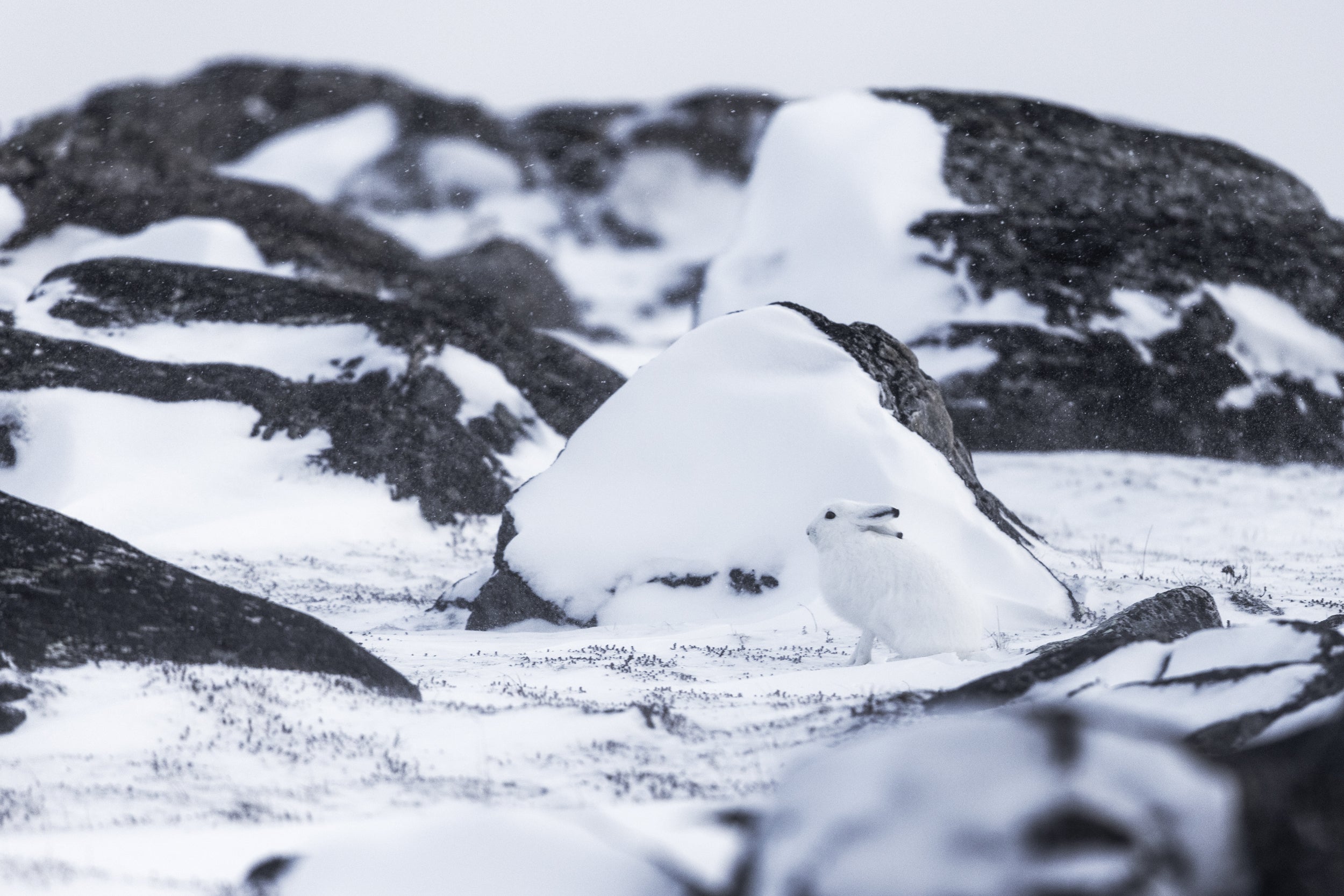 Arctic Hare 013