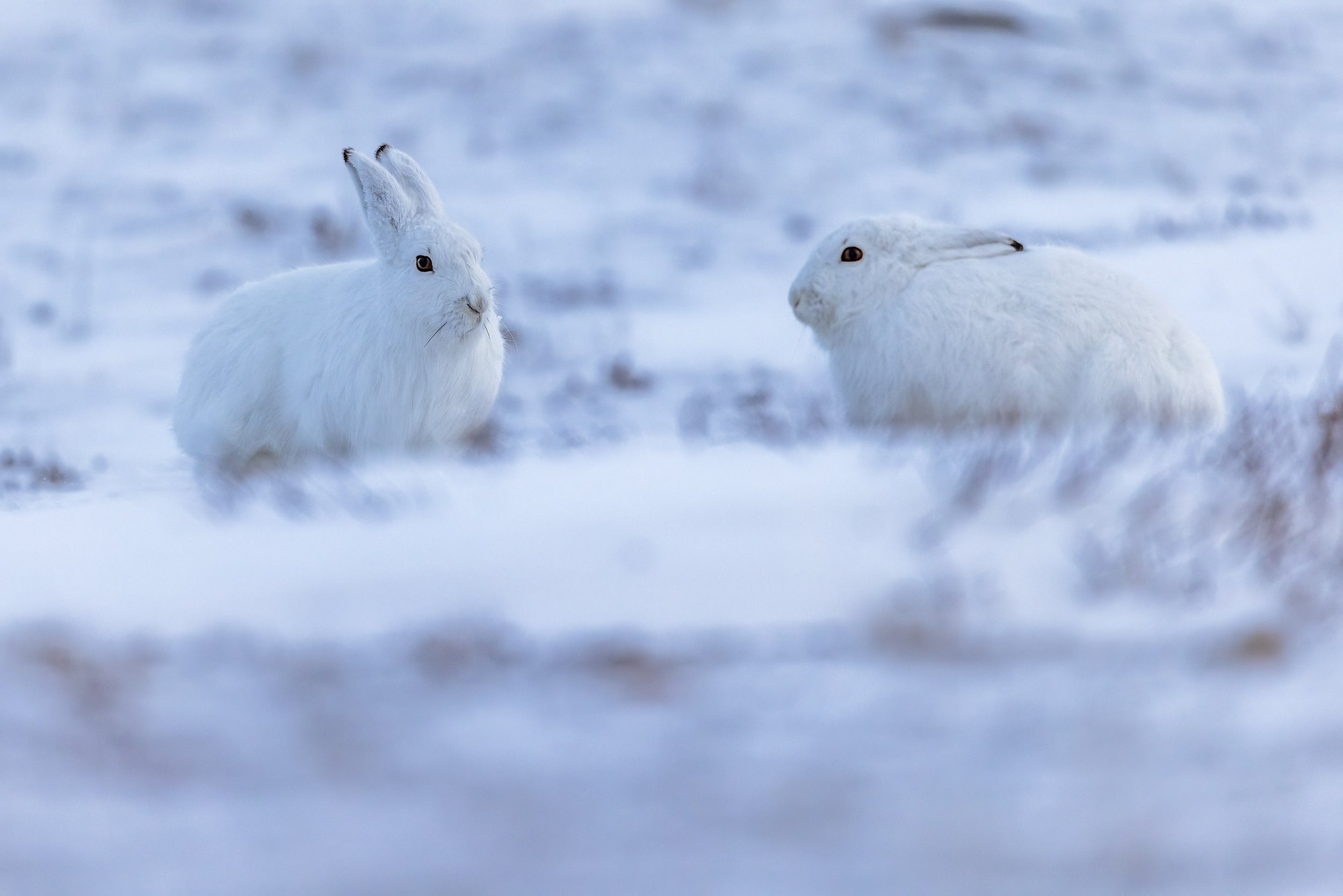 Arctic Hare 016
