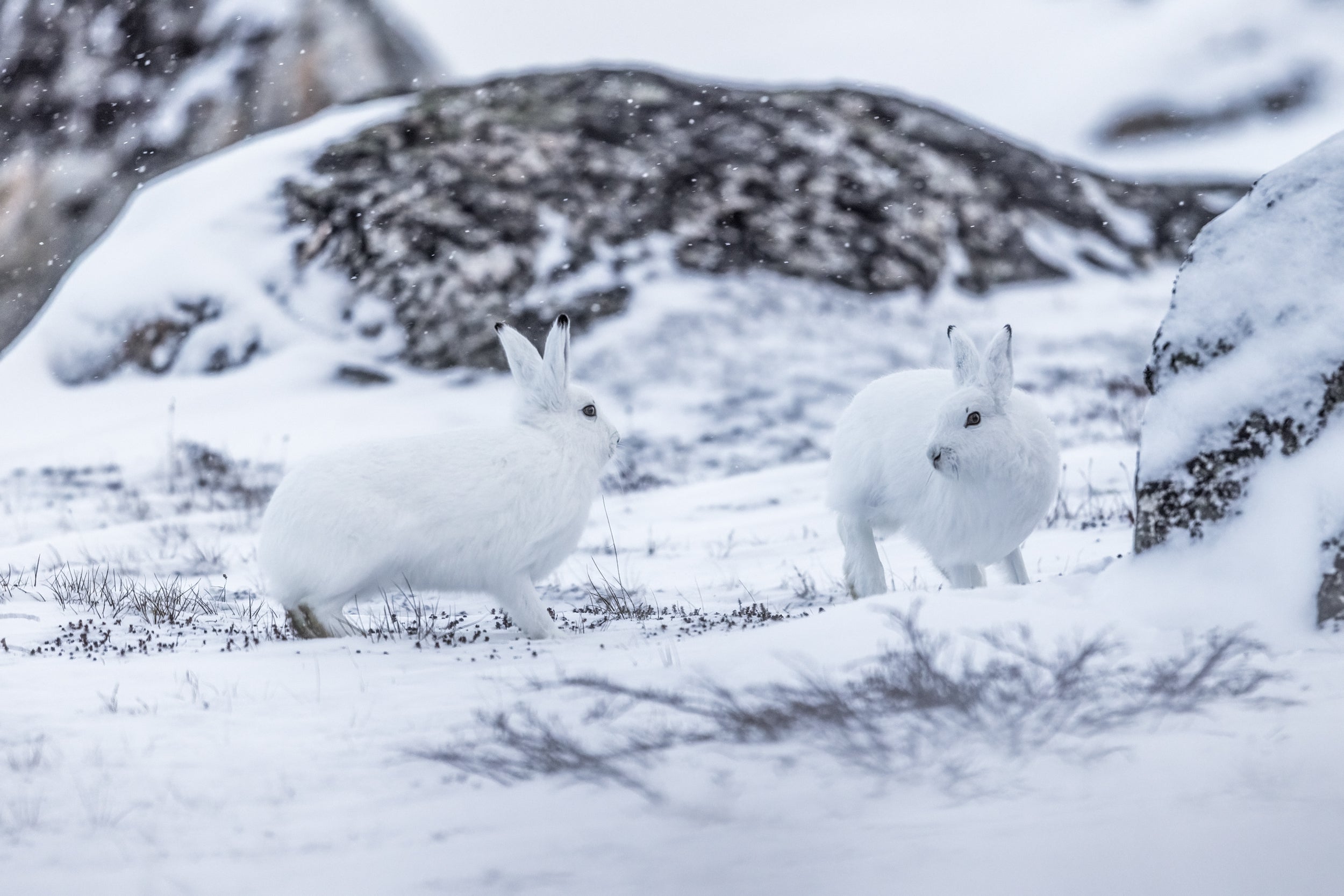 Arctic Hare 019
