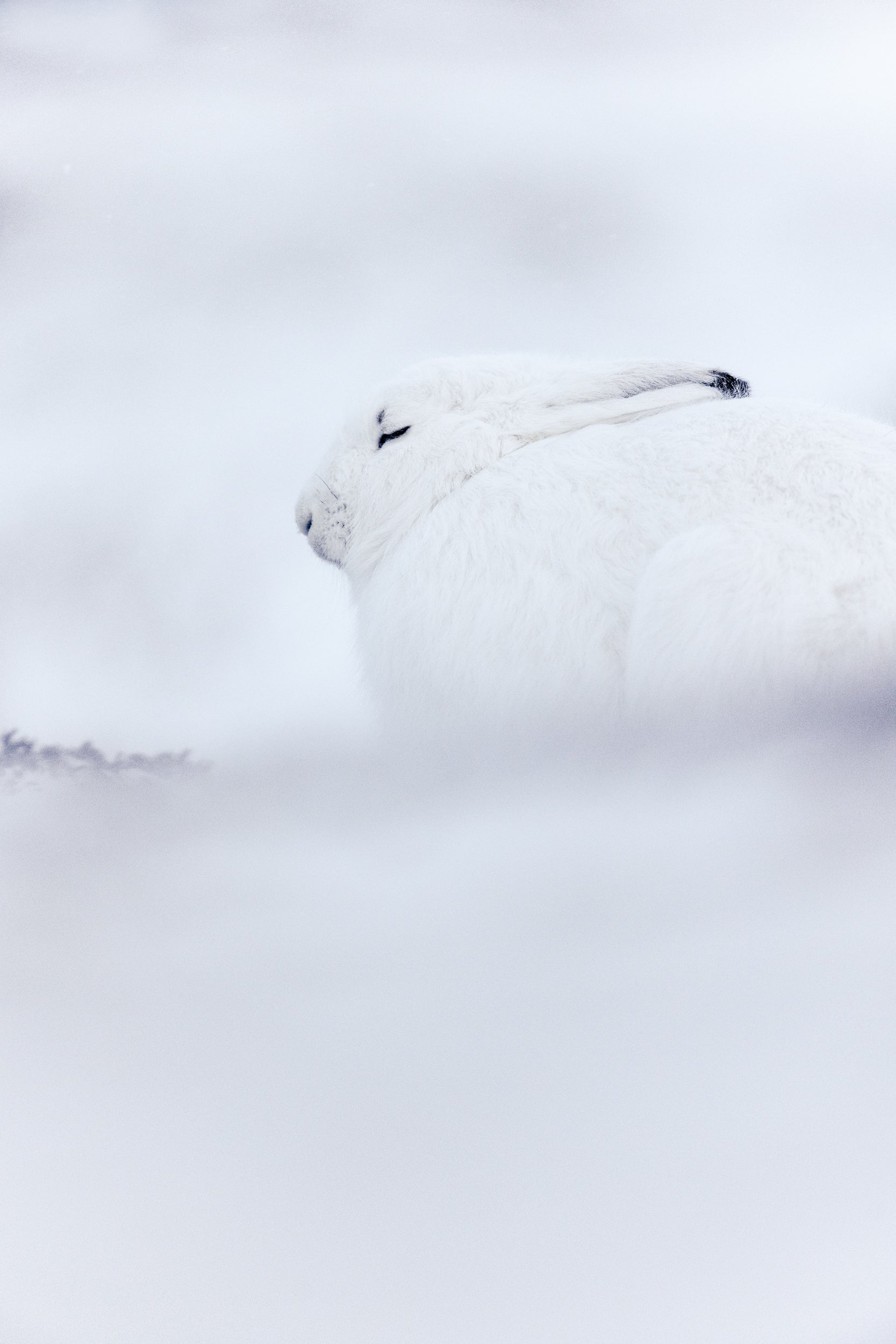 Arctic Hare 020