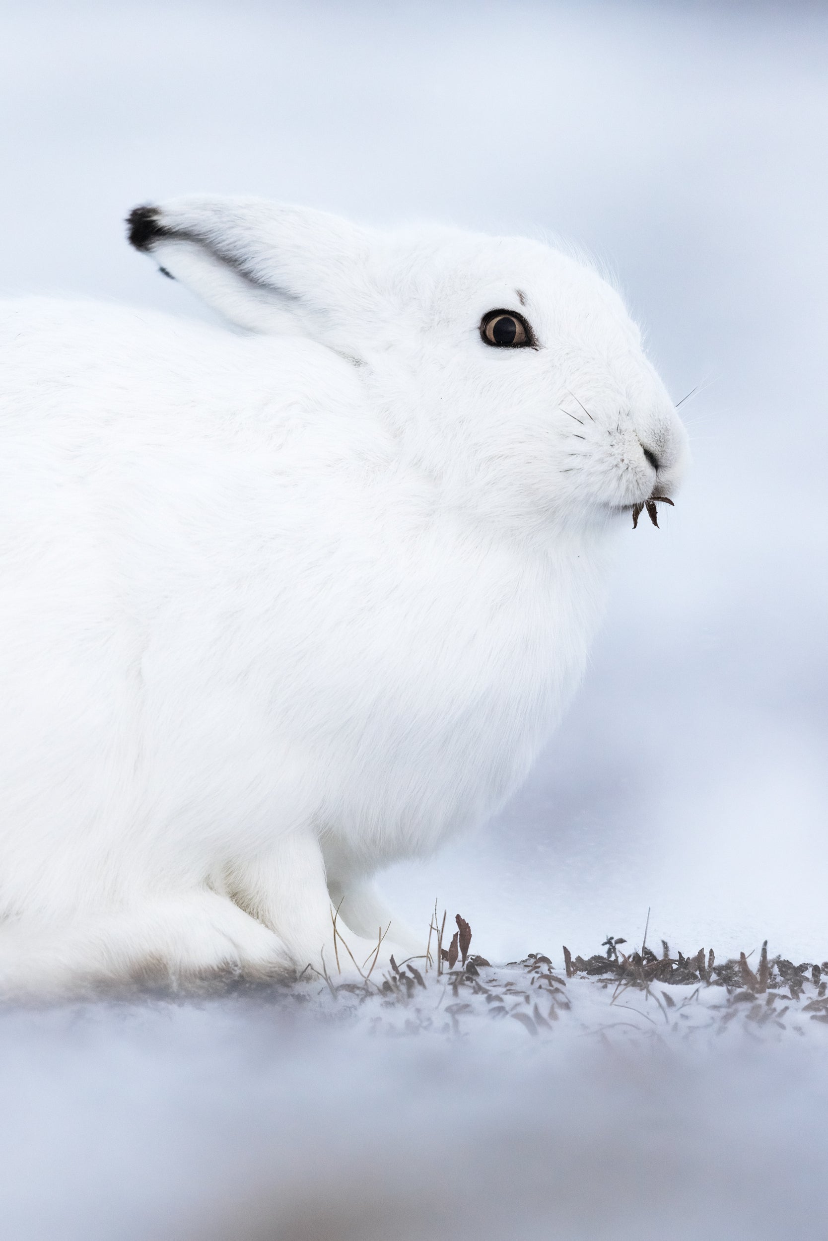 Arctic Hare 021