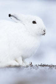 Arctic Hare 021