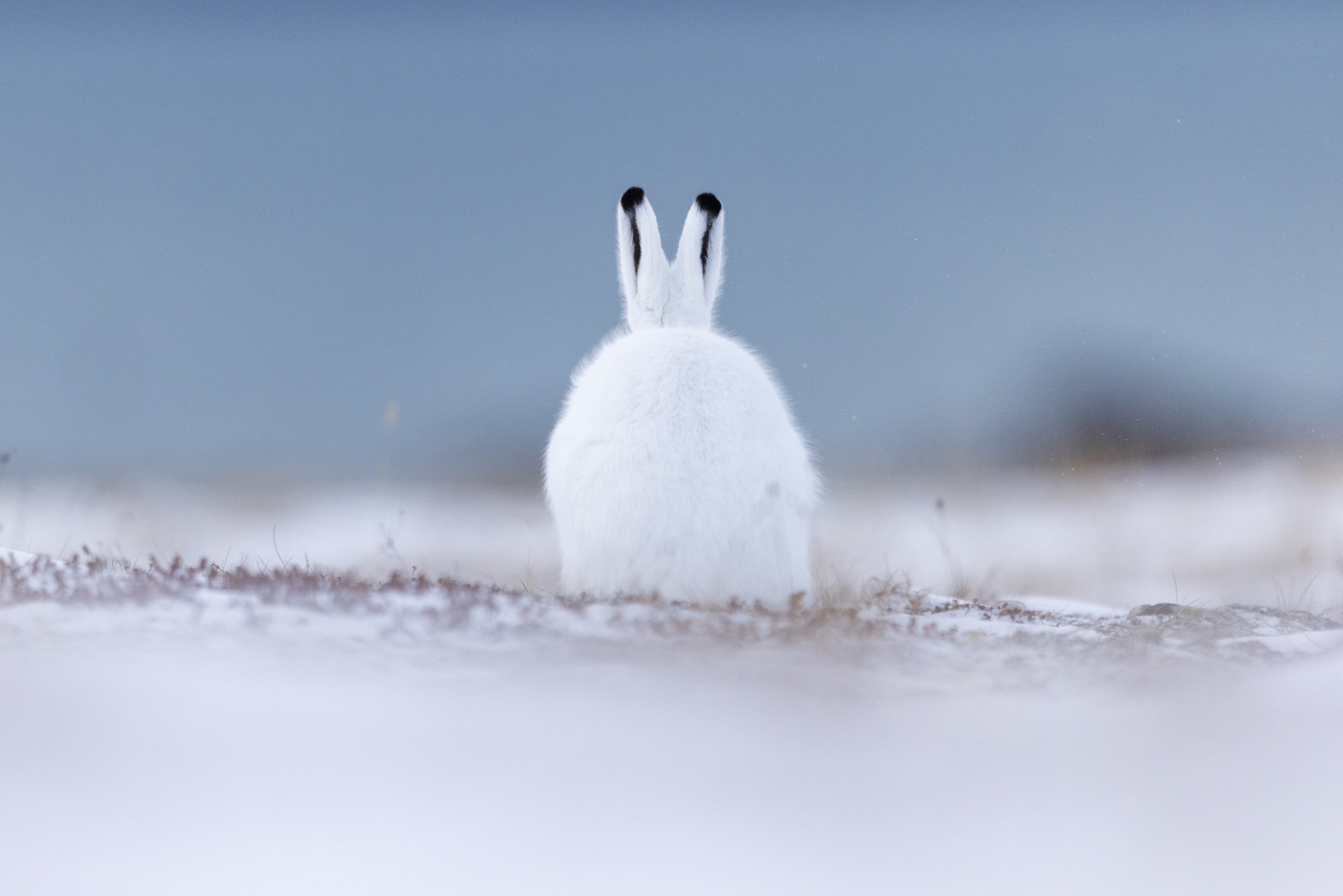 Arctic Hare 024