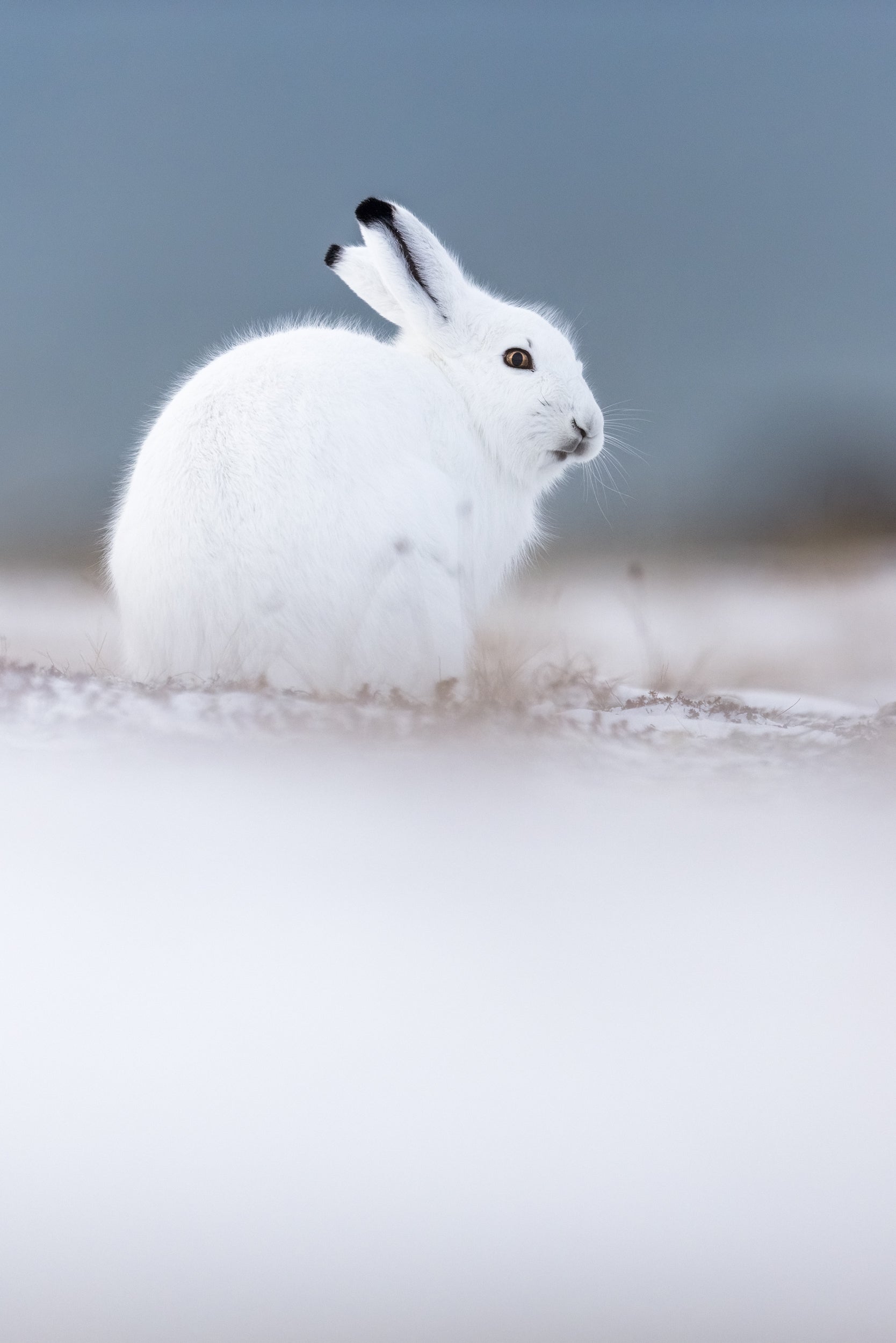 Arctic Hare 026